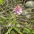 Anacamptis pyramidalis - 3