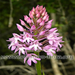 Anacamptis pyramidalis - 5