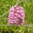 Anacamptis pyramidalis - 4