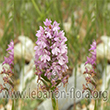 Anacamptis pyramidalis - 6