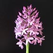 Anacamptis pyramidalis - 7