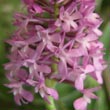 Anacamptis pyramidalis - 8