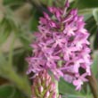 Anacamptis pyramidalis - 9