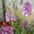 Anacamptis pyramidalis