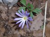 Anemone blanda Schott - 7