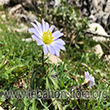 Anemone blanda Schott