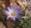 Anemone blanda Schott - 9