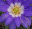Anemone blanda Schott - 8