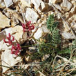 Astragalus angulosus