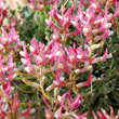 Astragalus angulosus - 2