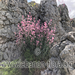 Centranthus longiflorus Steven - 2