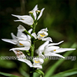 Cephalanthera longifolia - 5