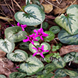 Cyclamen coum Mill. - 6