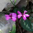 Cyclamen coum Mill. - 9