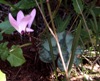 Cyclamen libanoticum Hildebr. - 8