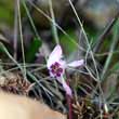 Cyclamen libanoticum Hildebr. - 9