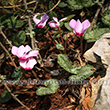 Cyclamen persicum Mill. - 5