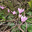 Cyclamen persicum Mill. - 6