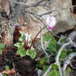 Cyclamen persicum Mill. - 3