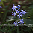 Hyacinthus orientalis L. - 5