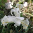 Iris palaestina