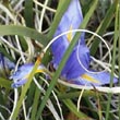 Iris unguicularis cretensis
