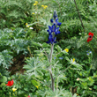 Lupinus digitatus Forssk.