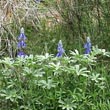 Lupinus digitatus Forssk. - 3