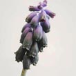 Muscari racemosum