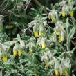 Onosma frutescens Lam. - 2