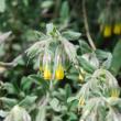 Onosma frutescens Lam. - 3