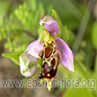 Ophrys apifera Hudson. - 5