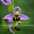 Ophrys apifera Hudson. - 6