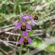 Ophrys apifera Hudson. - 3