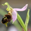 Ophrys apifera Hudson. - 2