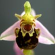 Ophrys apifera Hudson.