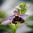 Ophrys fuciflora subsp - 2