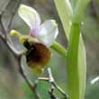 Ophrys fuciflora subsp - 5
