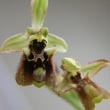 Ophrys fuciflora subsp - 3