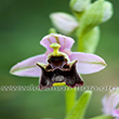 Ophrys fuciflora subsp