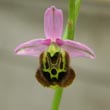 Ophrys fuciflora - 2