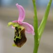 Ophrys fuciflora - 3