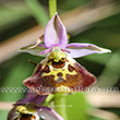 Ophrys fuciflora - 4