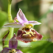 Ophrys fuciflora - 6