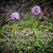 Orchis italica Poiret