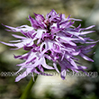 Orchis italica Poiret - 6