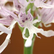 Orchis italica Poiret - 7