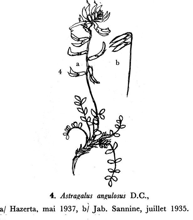 Astragalus angulosus - 8