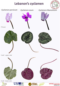 Cyclamen libanoticum Hildebr.